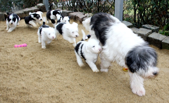 Taipo in Mainburg: Unsere süßen Hundewelpen