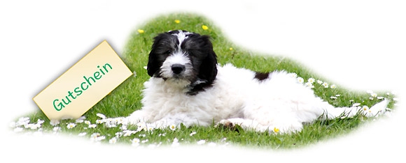 Geschenkidee: Gutschein für den Hundefriseur